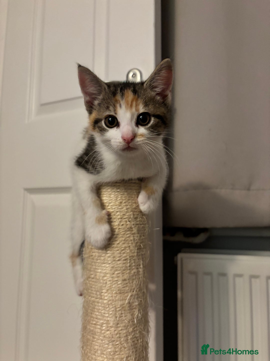 Domestic Shorthair cats for sale: Sweet, Playful Kittens Ready for Loving Homes 🐱 - Image 20