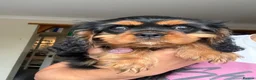Cavalier King Charles Spaniel dogs for sale: Fully vaccinated KC Reg Black & Tan Girl  - Advert 12