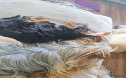 Yorkshire Terrier dogs for sale: Last female Yorkshire Terrier puppy left - Image 12
