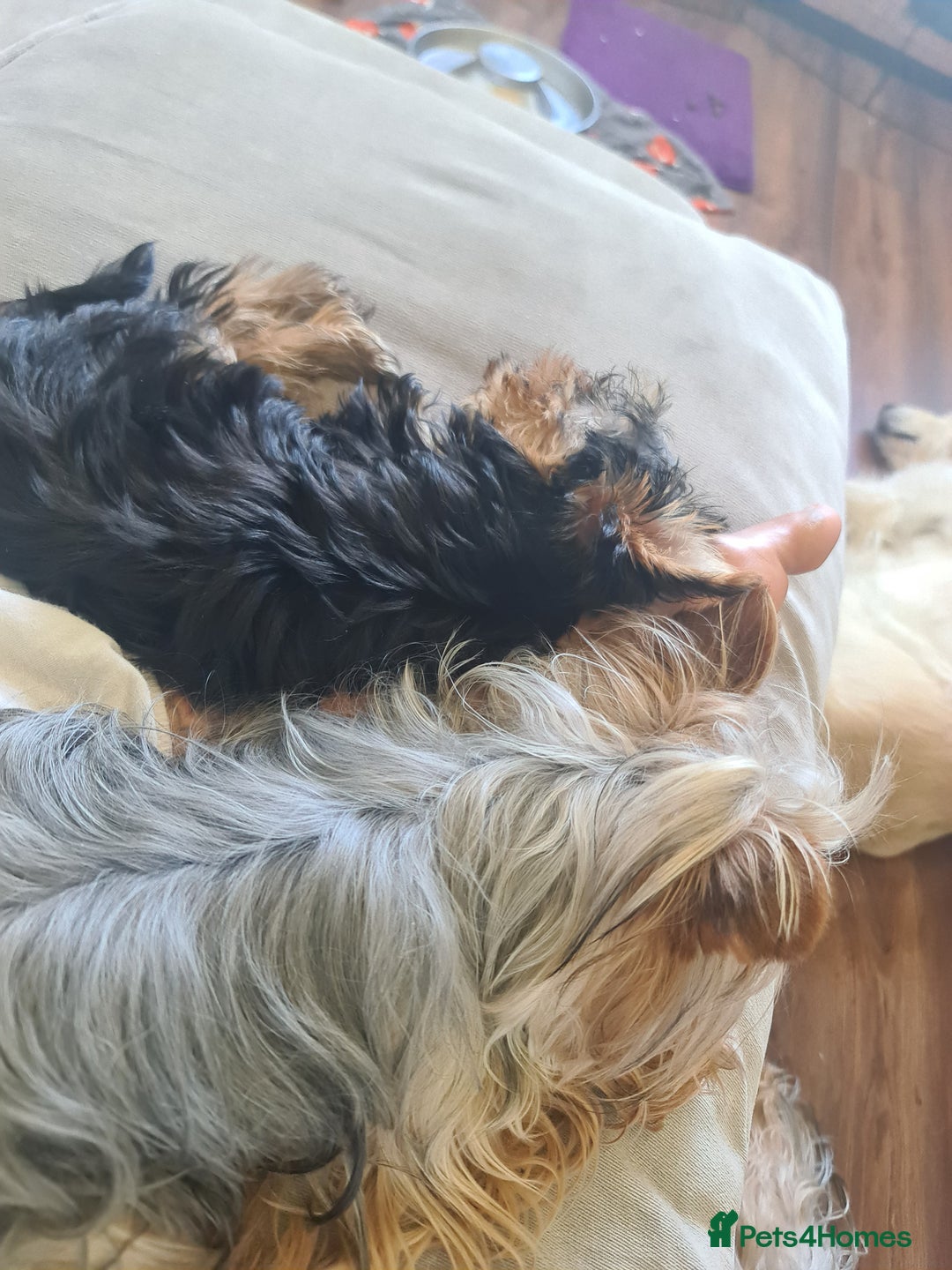 Yorkshire Terrier dogs for sale: Last female Yorkshire Terrier puppy left - Image 12