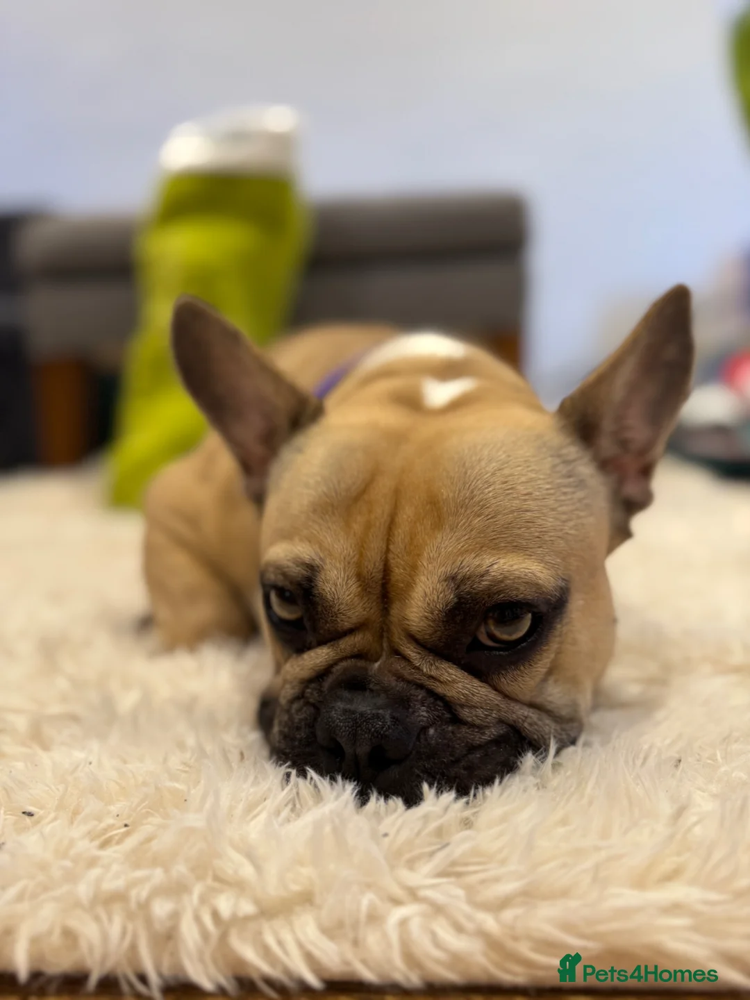 French Bulldog dogs for sale: French bulldog  in Woking - Advert 2