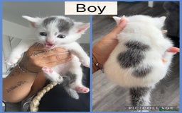 Mixed Breed cats for sale: Beautifull kitten - Image 3