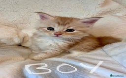Maine Coon cats for sale: Maine coon kitten  - Image 22