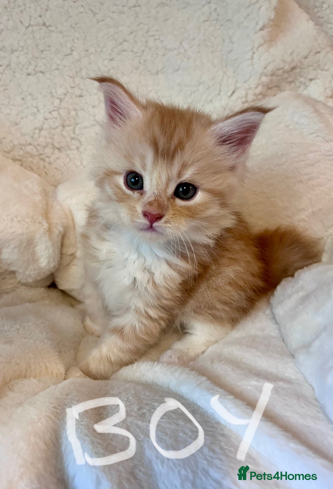 Maine Coon cats for sale: Maine coon kitten  - Image 22