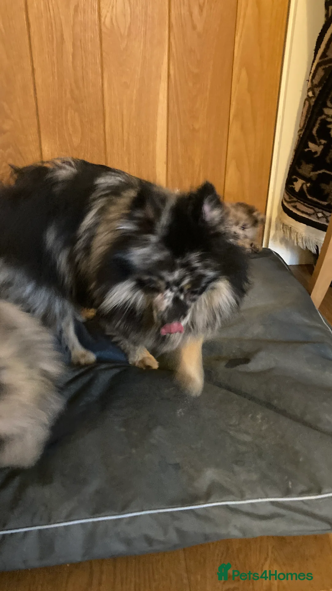 Pomeranian dogs for sale: Stunning litter of 6 Pomeranian Pups - Advert 5