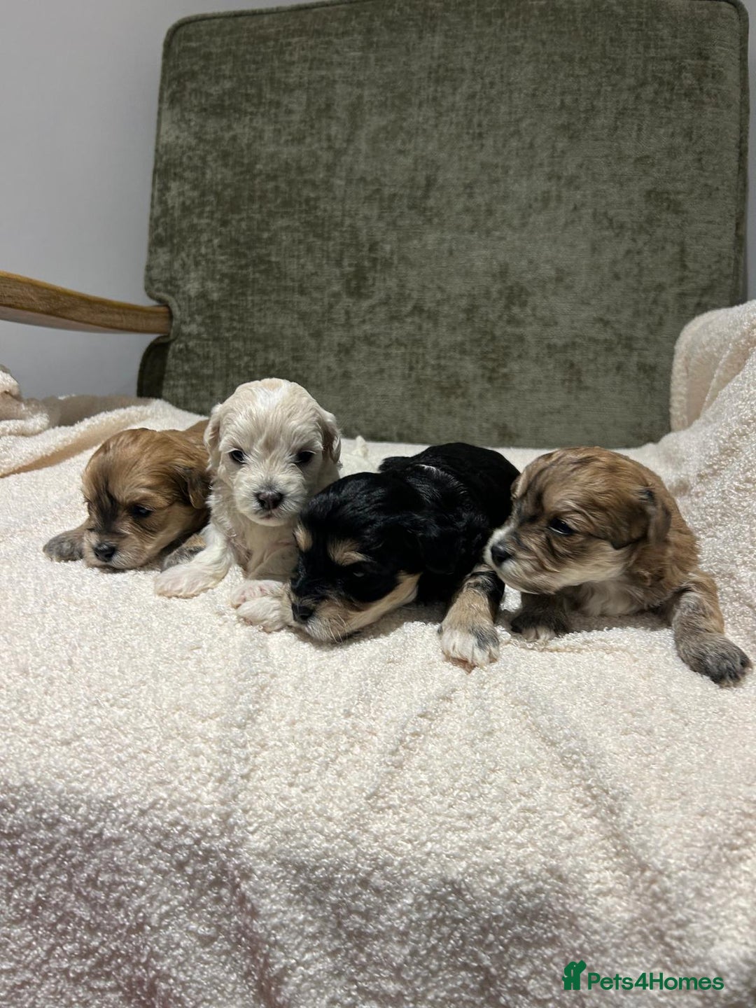 Maltipoo dogs for sale: Maltipoo puppies  - Advert 1