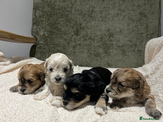 Maltipoo dogs Maltipoo puppies - Advert 4