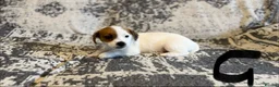 Jack Russell dogs for sale: Jack Russel puppies in Manchester - Advert 9
