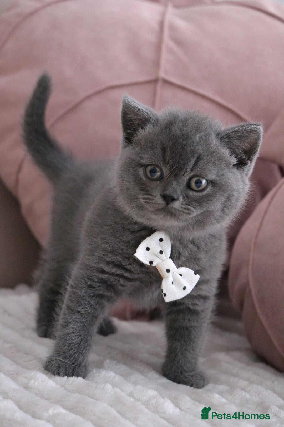 British Shorthair cats for sale: ❤️British Shorthair Kittens GCCF -Ready December  - Image 21