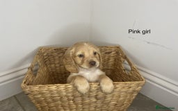 Cocker Spaniel dogs for sale: Hereditary clear working cocker spaniels - Image 1
