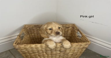 Cocker Spaniel dogs - Advert 13