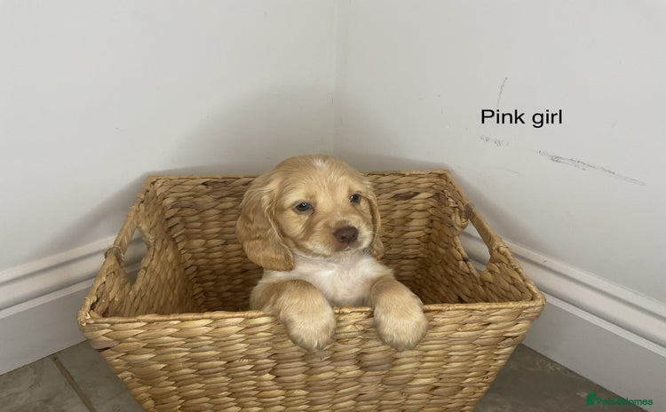Cocker Spaniel dogs - Advert 2