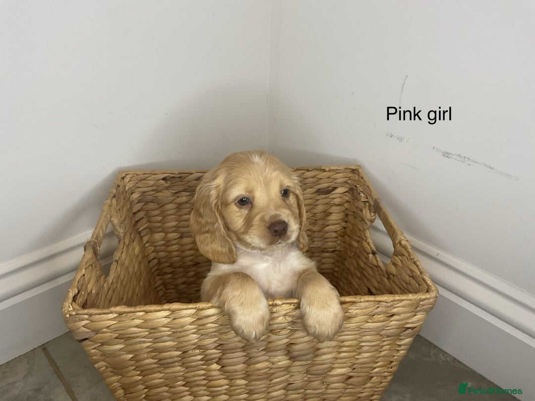 Cocker Spaniel dogs for sale: Hereditary clear working cocker spaniels - Image 1