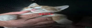Mixed Breed 1