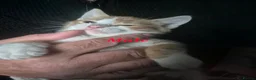 Mixed Breed cats for sale: Kittens for sale - Advert 2