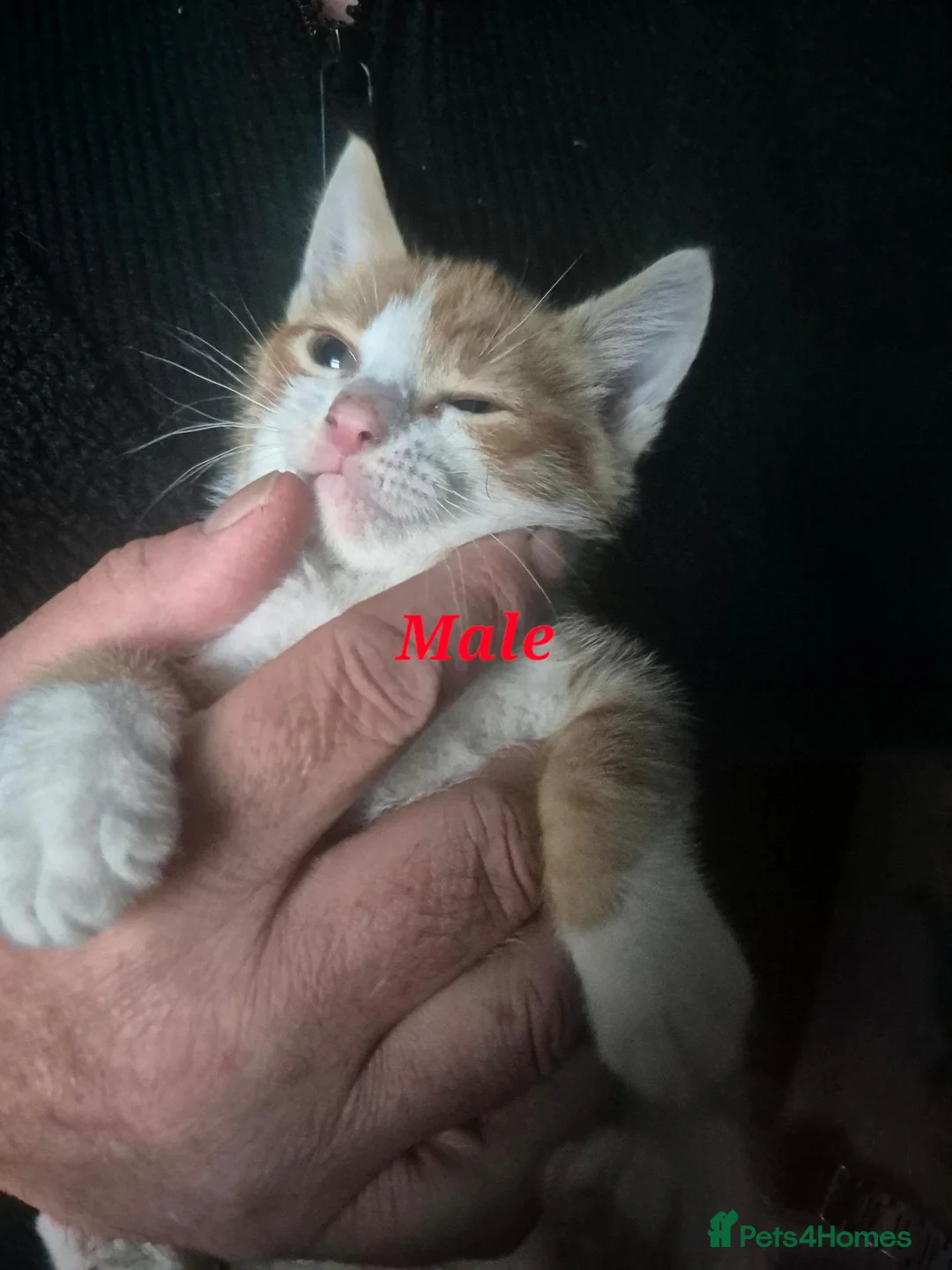 Mixed Breed cats for sale: Kittens for sale - Advert 2