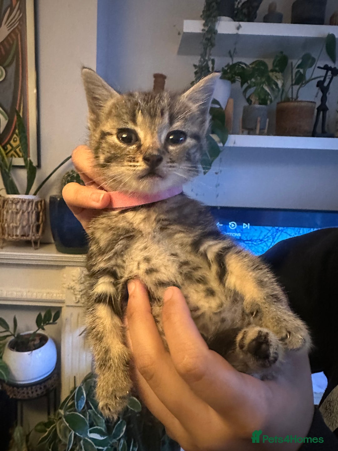 Mixed Breed cats for sale: 3 Beautiful Kittens Remaining  - Image 11