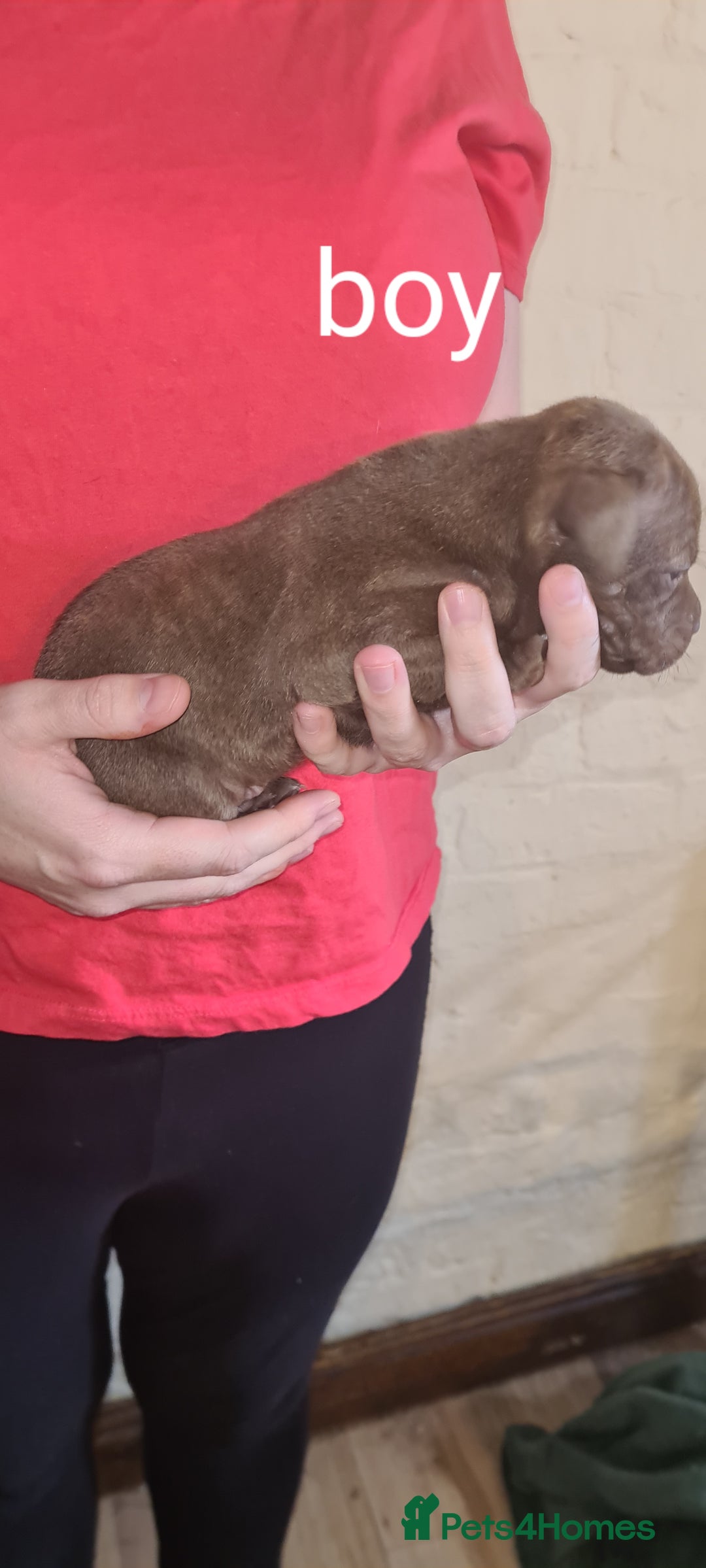 Staffordshire Bull Terrier dogs for sale: Beautiful staffy pups - Image 12
