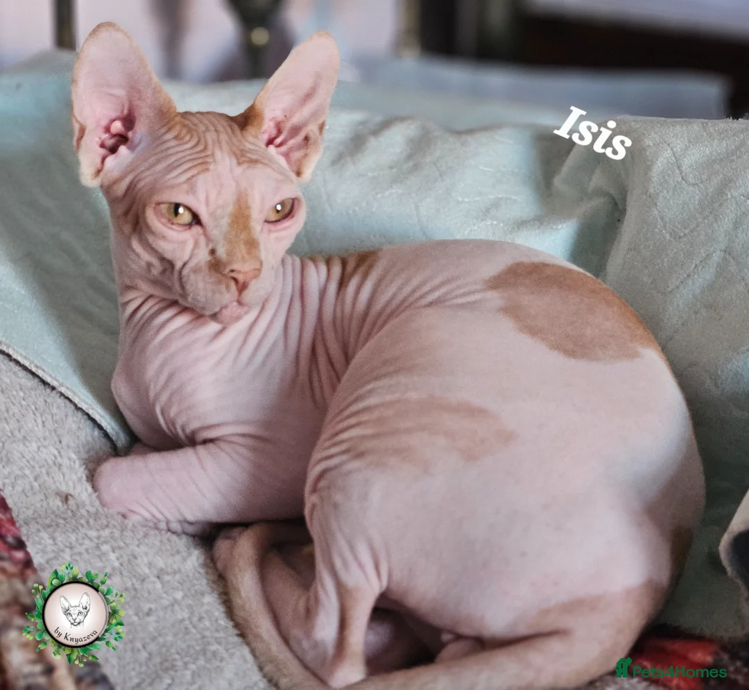 Sphynx cats for sale: Adorable Canadian Sphynx Champion father line.  - Advert 7