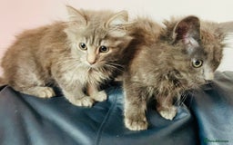 Mixed Breed cats for sale: An absolute gorgeous litter of Maine coon kittens - Image 5