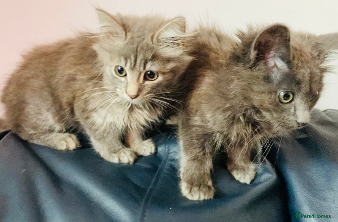 Mixed Breed cats for sale: An absolute gorgeous litter of Maine coon kittens - Image 5