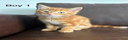Domestic Shorthair cats for sale: 3 x beautiful kittens ready now  in Nelson - Advert 3