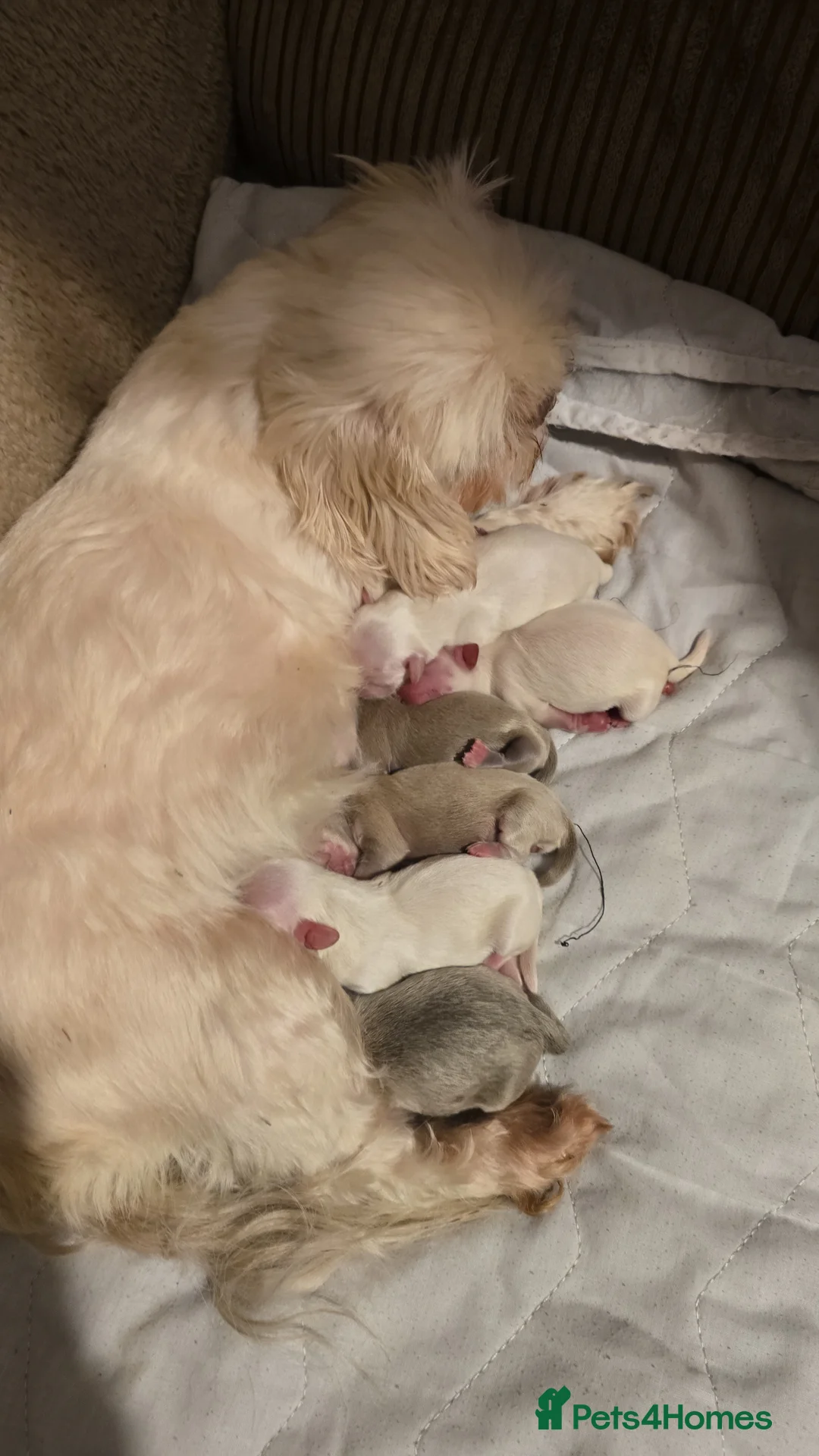 Shih Tzu dogs for sale: Stunning shih Tzu puppies  in Redditch - Advert 19