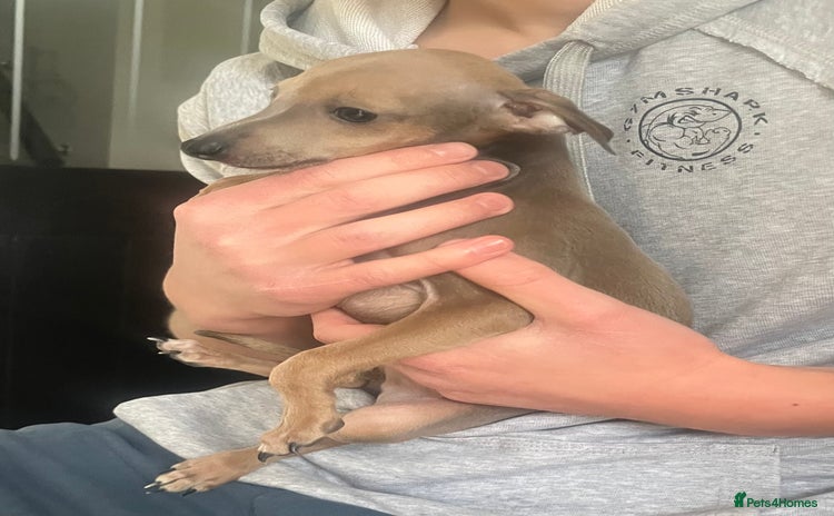 Italian Greyhound dogs - Advert 10