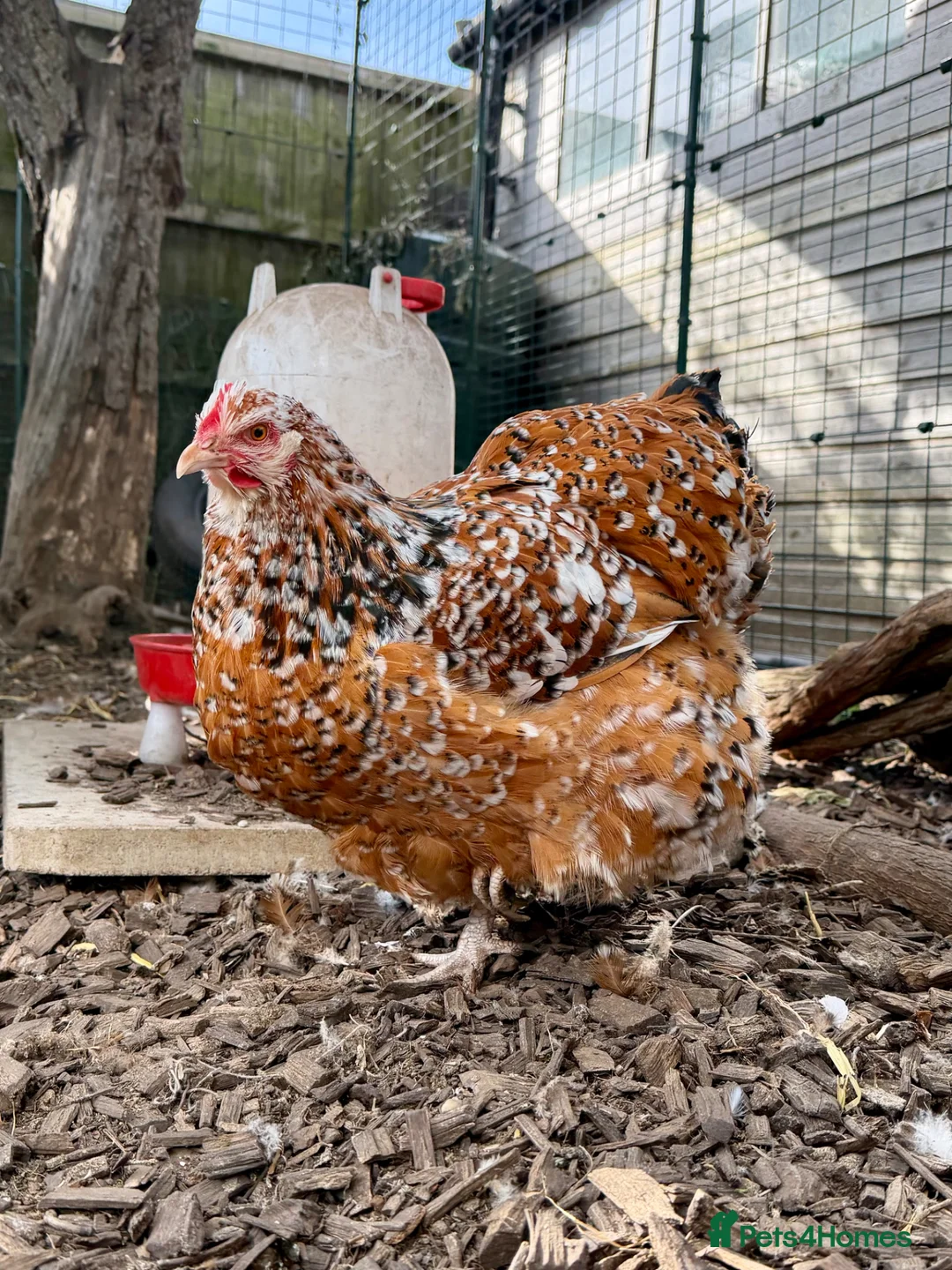 Chickens poultry for sale: Jubilee Orpington in Gloucester - Advert 2