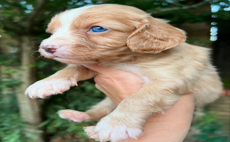Cavapoo dogs - Advert 15