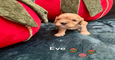 Cavapoo dogs ✨Beautiful Toy Cavapoo Puppies KC Reg parents✨ - Advert 13