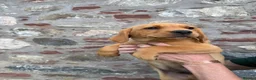 Labrador Retriever dogs for sale: *Ready Now* Labrador Puppies For Sale  - Advert 8