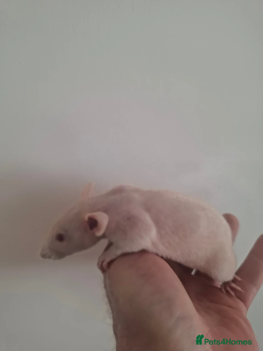 Rat rodents for sale: REX DUMBO FEMALES - Advert 4