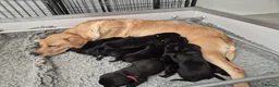 Labrador Retriever dogs for sale: FTCHxFTCH pups, internationally acclaimed parents in Belford - Advert 5