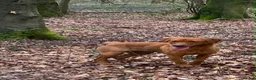 Labrador Retriever dogs for sale: Female workingLabrador - Advert 2