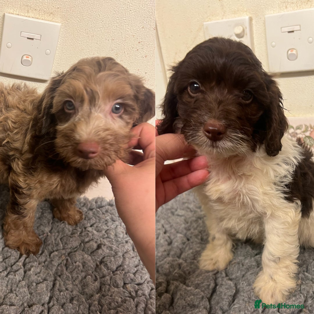 Cockapoo dogs for sale: Beautiful Chocolate and Merle F1 babies - Image 1