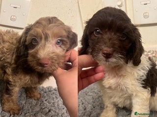 Cockapoo dogs - Advert 3