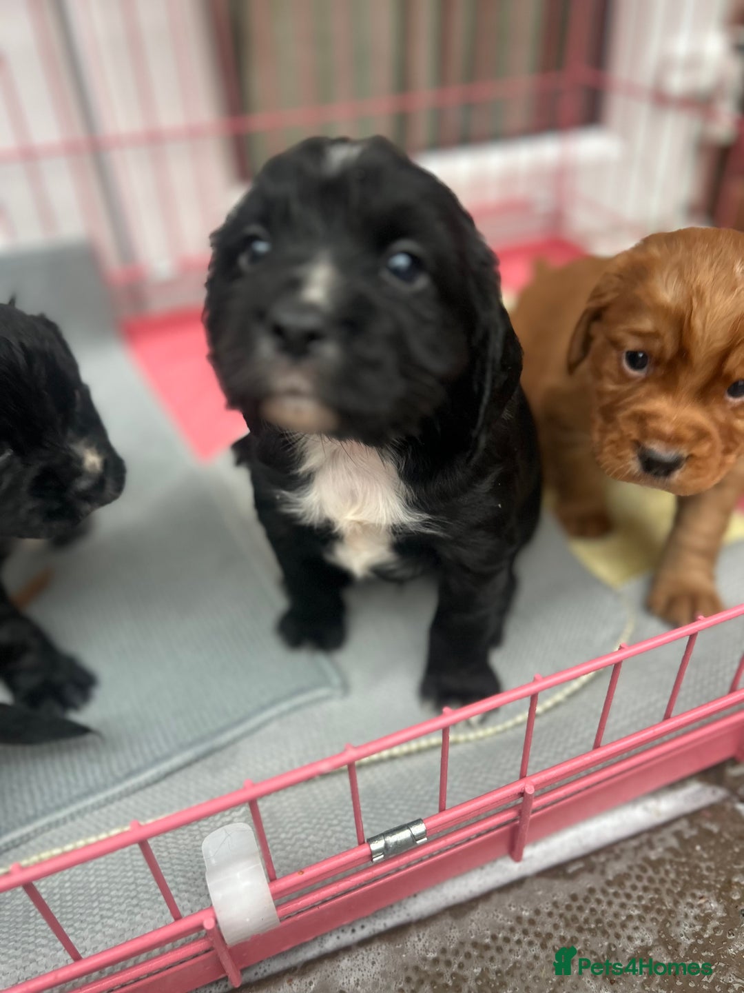 Cocker Spaniel dogs for sale: K C registered Cocker spaniel puppies  - Advert 22