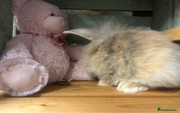 Mini Lion Lop rabbits for sale: Lovely litter of mini lion lop rabbits for sale  - Image 6