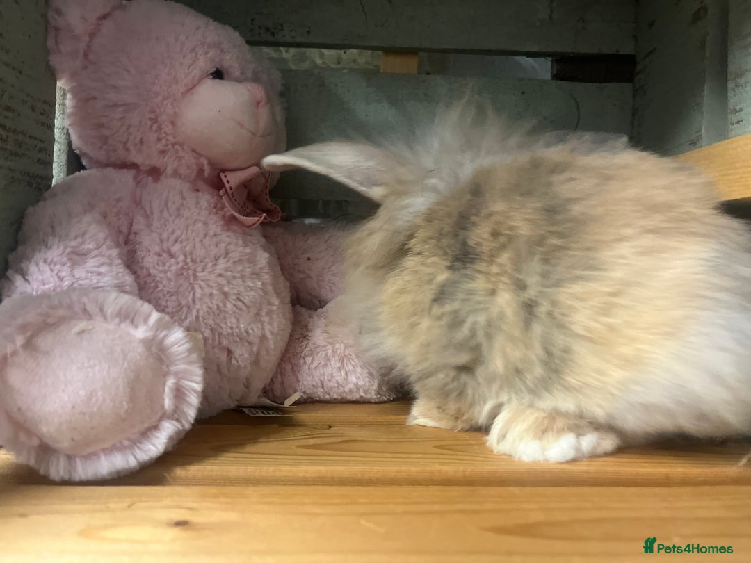 Mini Lion Lop rabbits for sale: Lovely litter of mini lion lop rabbits for sale  - Image 6