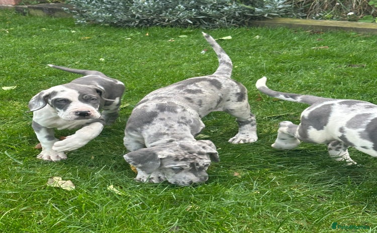 Great Dane dogs - Advert 1