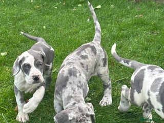 Great Dane dogs - Advert 13