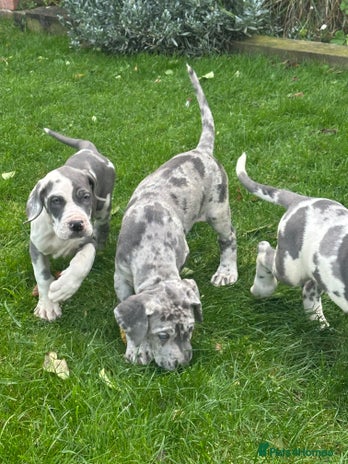 Great Dane dogs - Advert 2