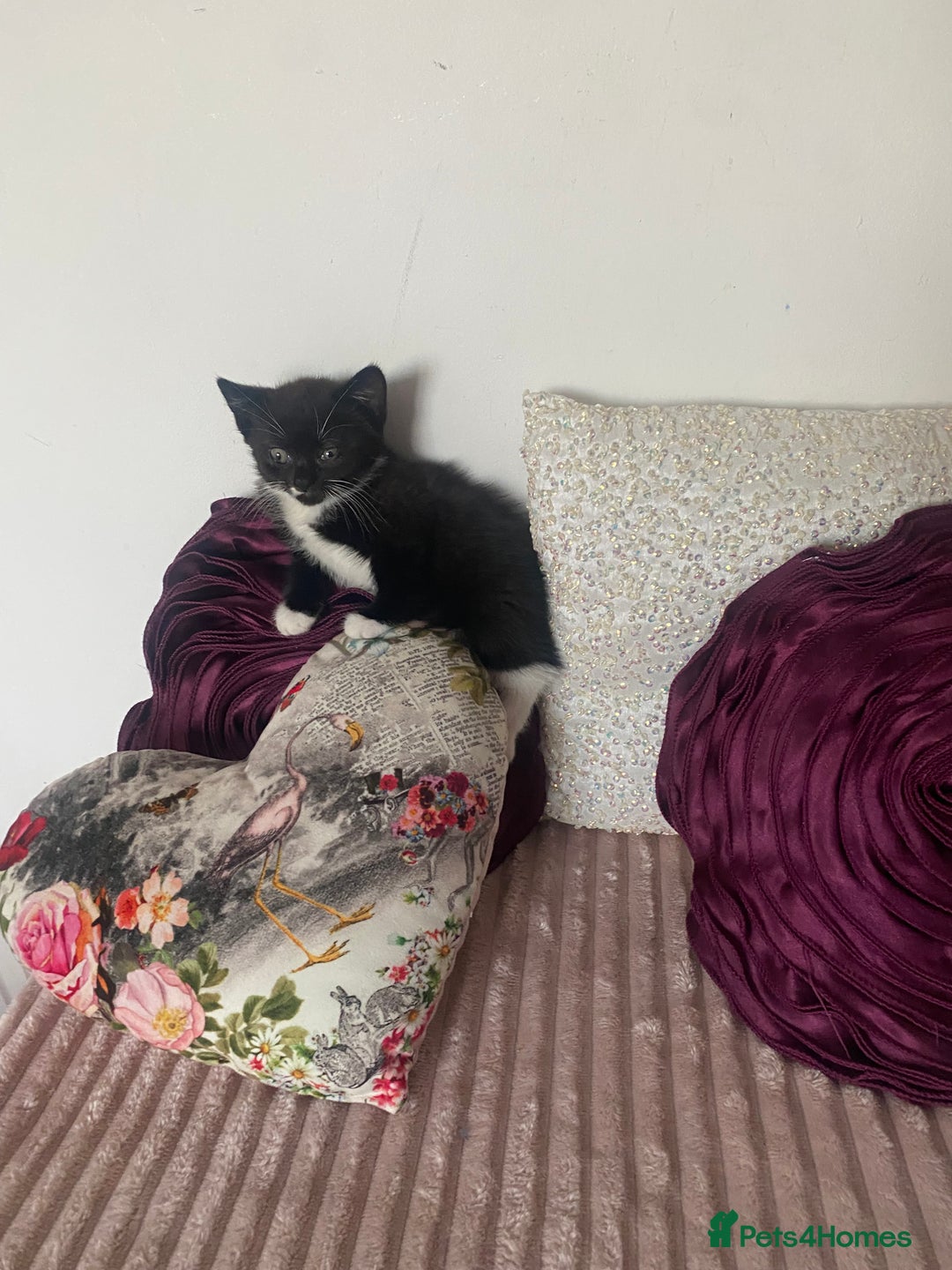 Mixed Breed cats for sale: X BRITISH SHORT adorable kittens ready 4 new home - Image 17