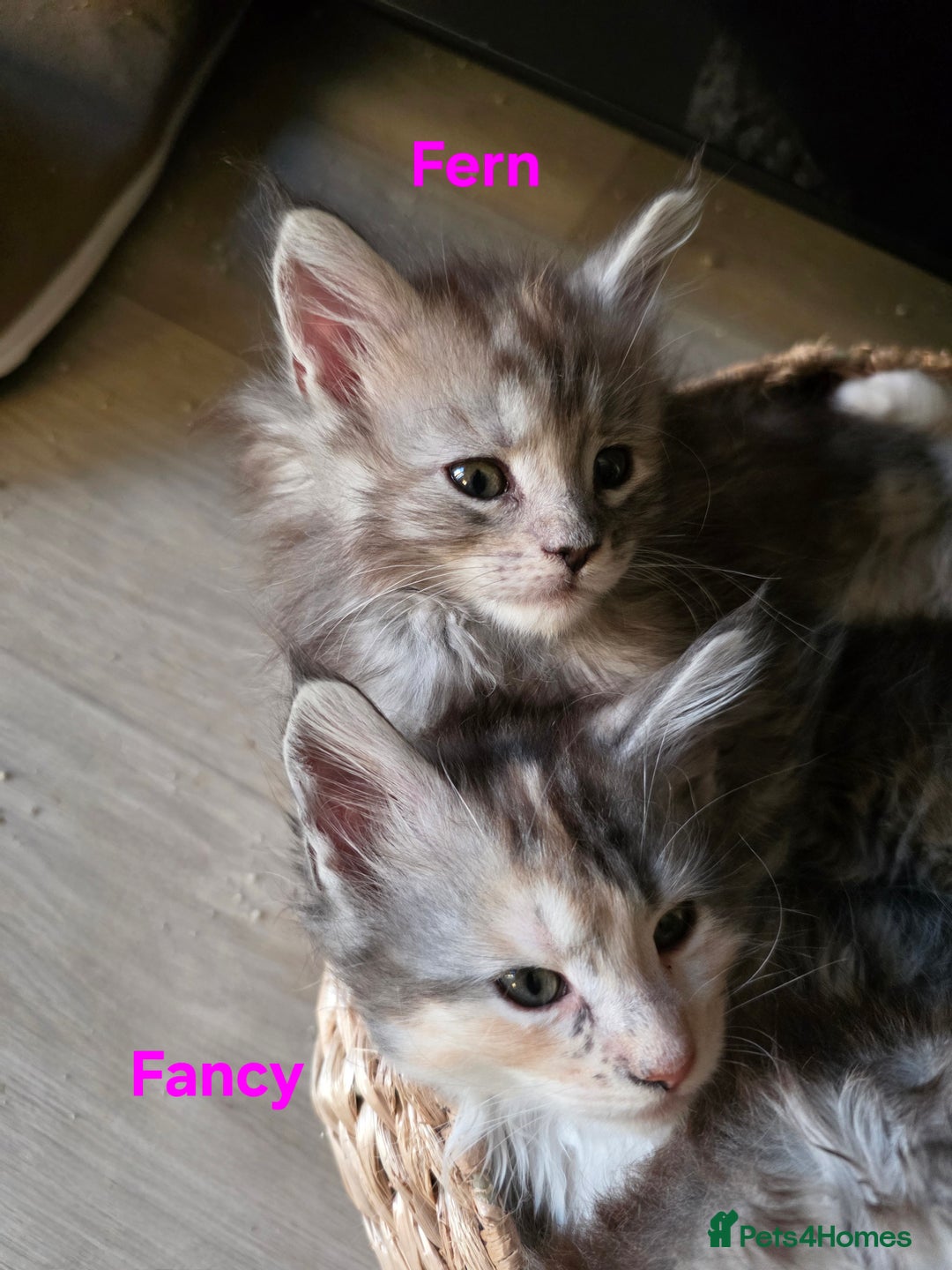 Maine Coon cats for sale: Rare Pure Breed Mainecoon Kitten - Advert 5