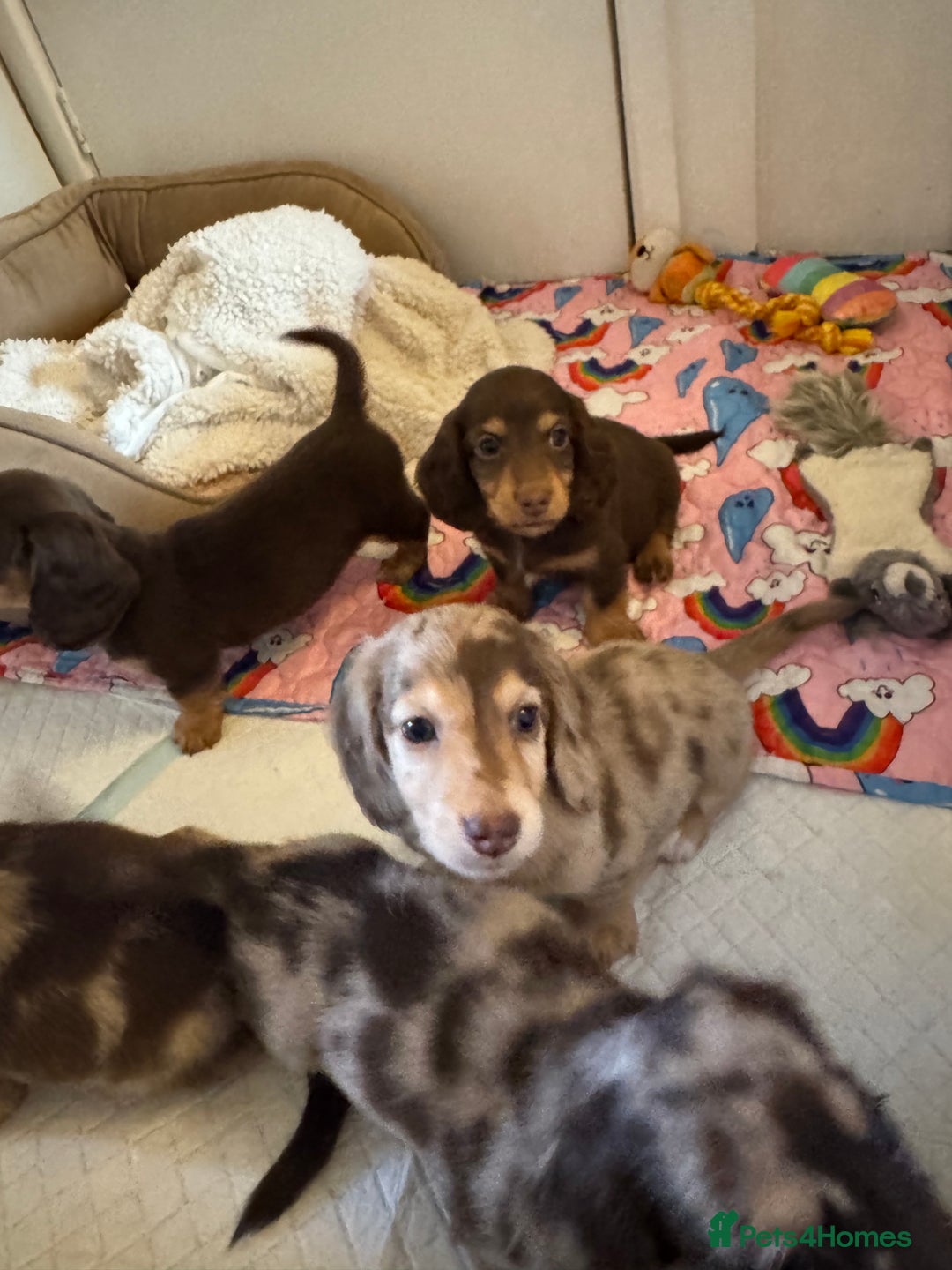 Miniature Dachshund dogs for sale: Miniature Long Haired Dachshund **Last Boy** in Saint Helens - Image 33