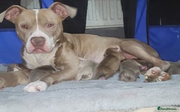 Mixed Breed dogs for sale: Adorable, loving 20 weeks young puppy's  - Image 11
