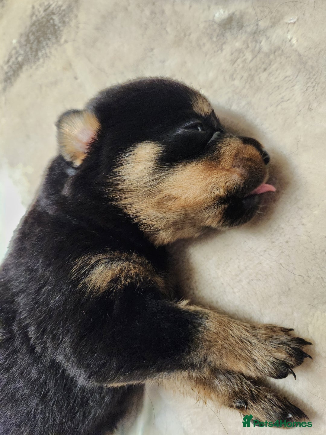 Rottweiler dogs for sale: Pedigree Rottweiler pups - Image 4