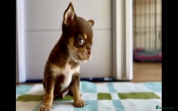 Chihuahua dogs for sale: XS Chocolate and Tan wrapped in Cream Boy  - Image 14