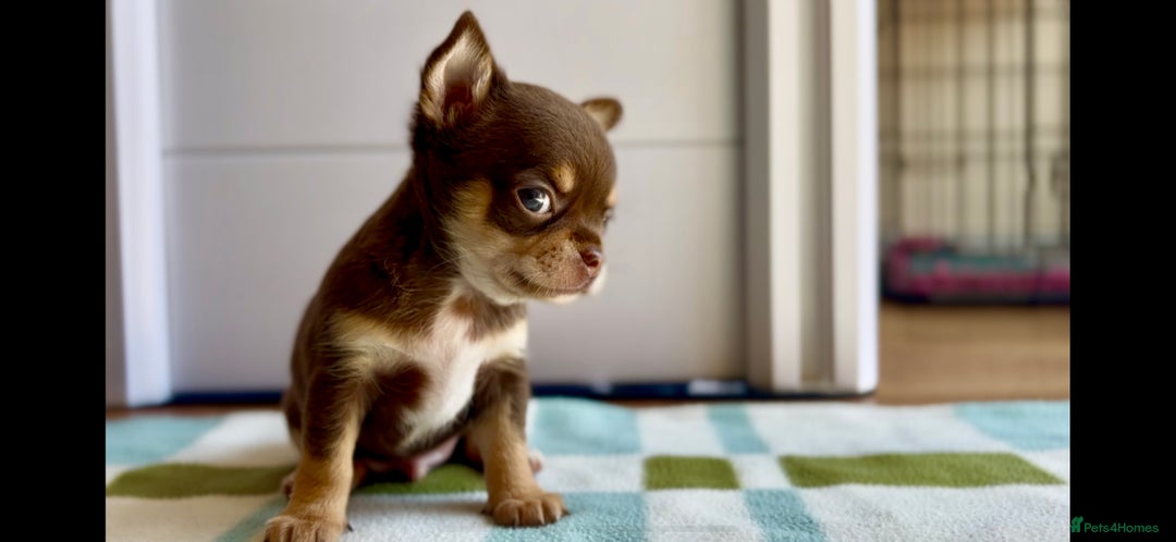Chihuahua dogs for sale: XS Chocolate and Tan wrapped in Cream Boy  - Image 14